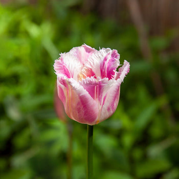 Tulp Siësta