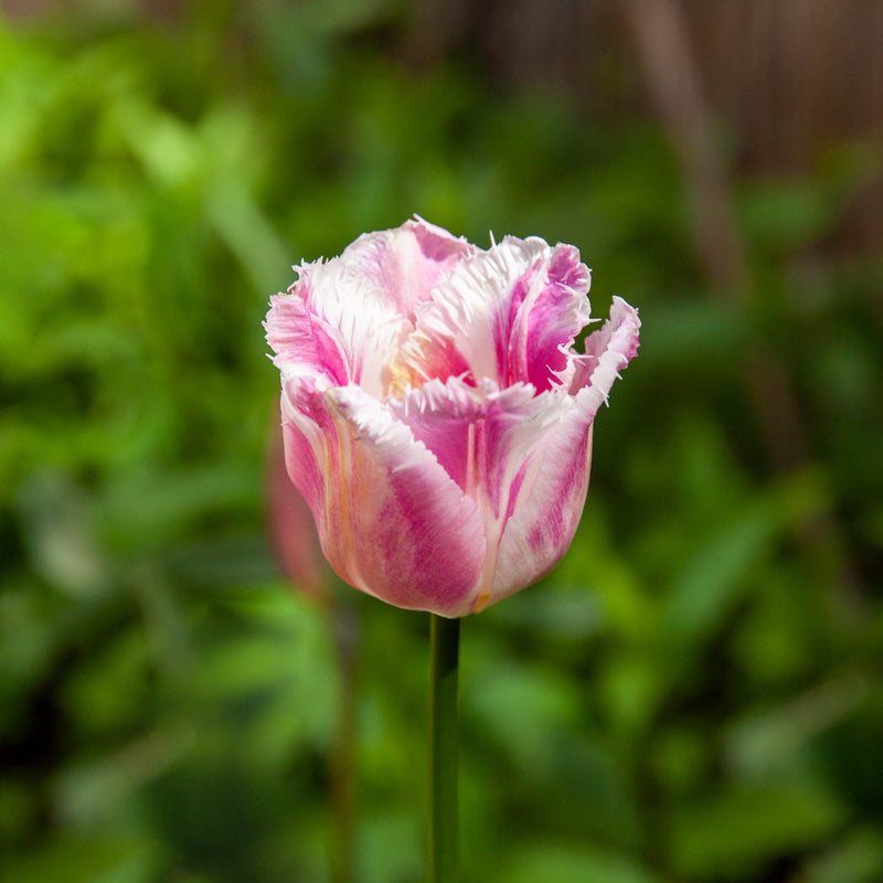 Roze witte tulp met rafelige randen aan het blad