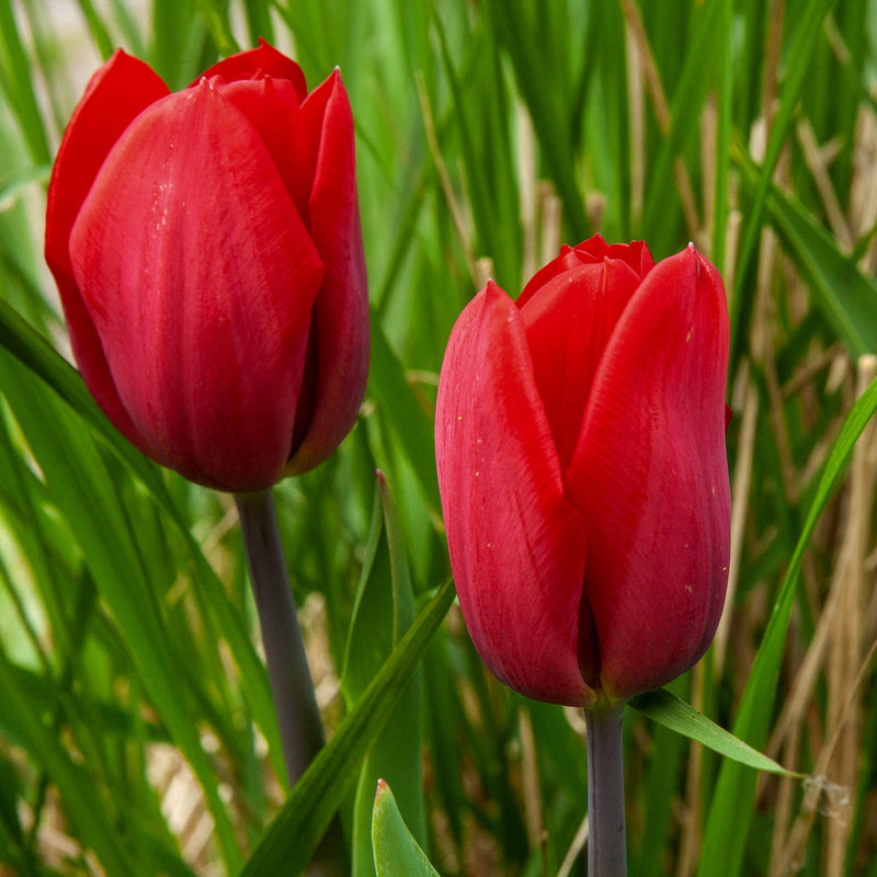 Tulp Strong Love