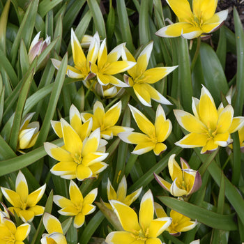 Tulp Tarda