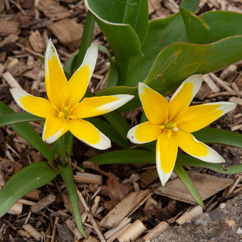 Tulp Tarda