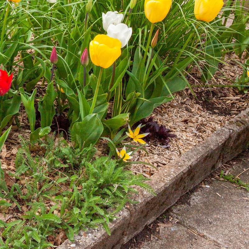 laagblijvende gele tulp met witte punten in een border