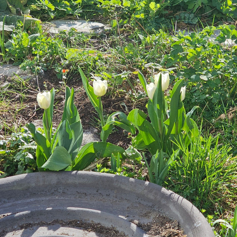 Klassieke tulp Royal Virgin met witte bloemen in de tuin