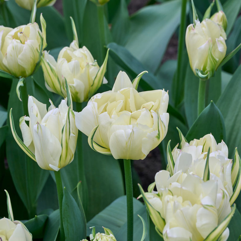 Foto van witte tulpen met groen blad