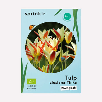 Tulp clusiana Tinka