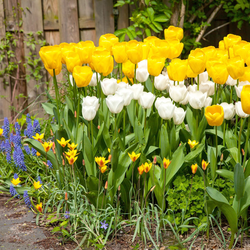 kleine rood gele tulpjes aan de rand van een border met geel en witte tulpen