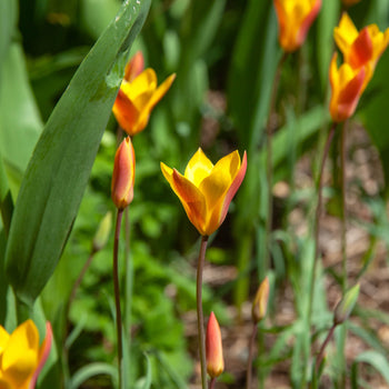 Tulp Clusiana chrysanta