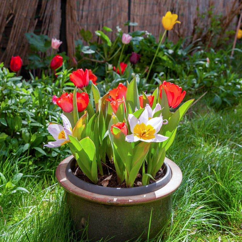 duurzaam geteelde kleine tulp met lila puntige bloembladen en een geel hart in een pot