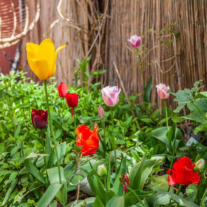 diverse tulpen in de kleuren geel, roze rood en paars in een tuin