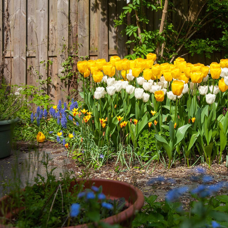 biologisch geteelde gele tulp hoog op steel