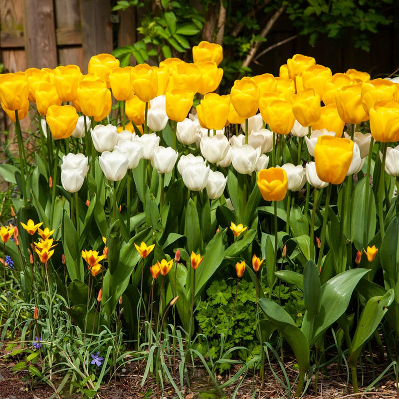 biologisch geteelde witte tulp met middel grote lengte