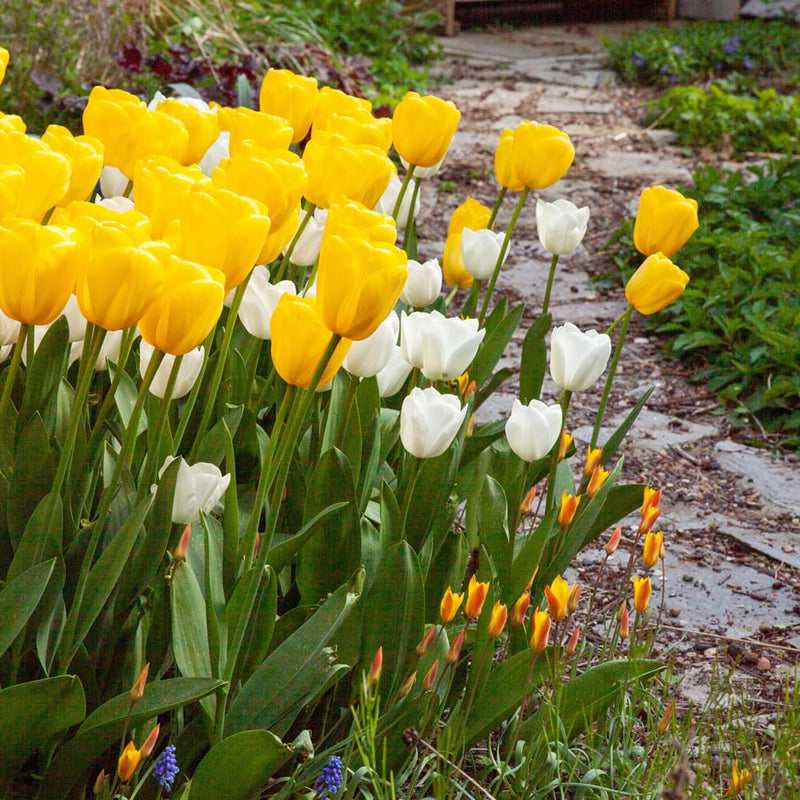 biologisch geteelde witte en gele tulpen in een border