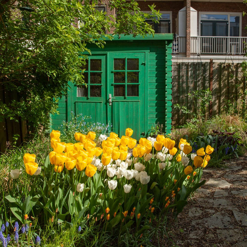 duurzaam geteelde gele en witte tulpen in een tuin