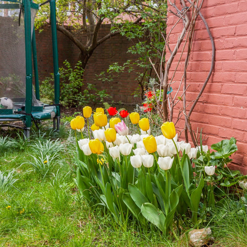 biologisch geteelde witte tulp van middel grote lengte