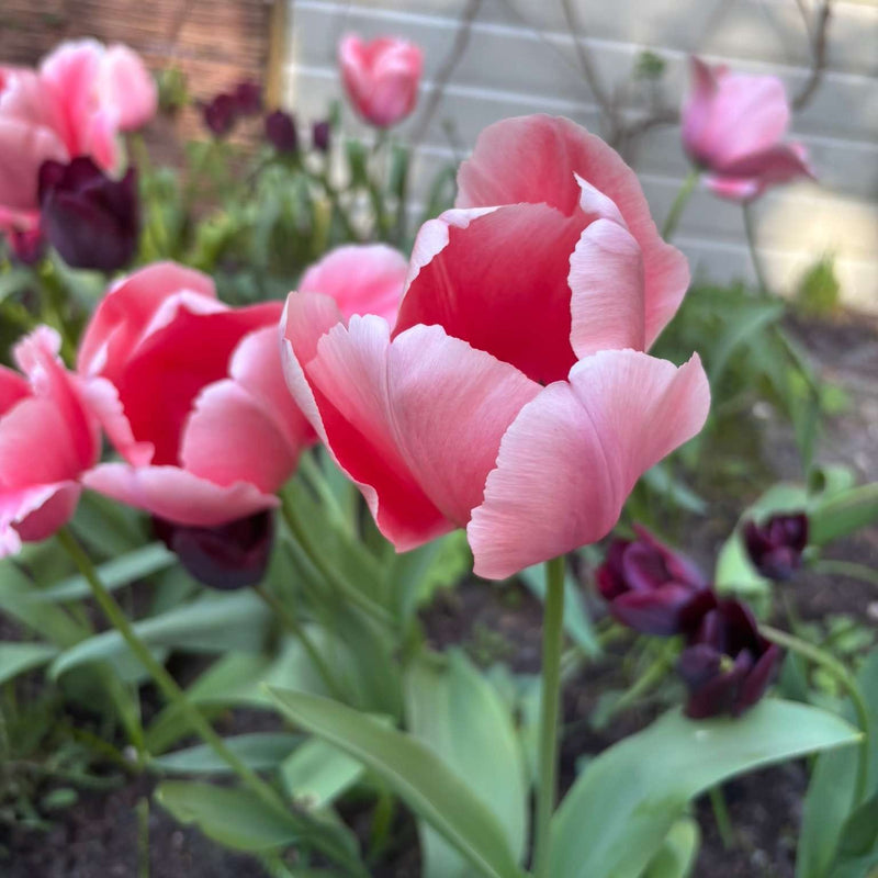 Biologische bloembol tulp salmon impression die bijna is uitgebloeid. 