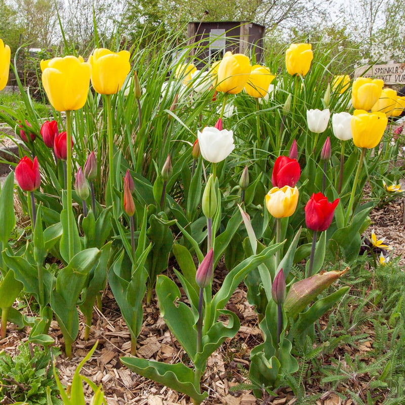 mix van diverse tulpen met witte gele oranje en rode bloemen