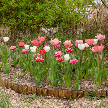 Tulpenmanie Roze