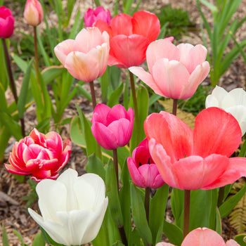 Tulpenmanie Roze
