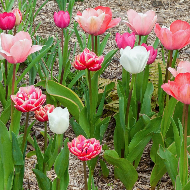 diverse tulpen in de kleuren roze en wit in een border