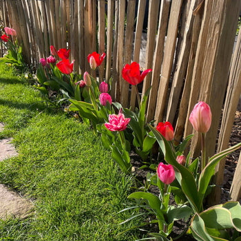 Tulpenmanie Roze-Rood