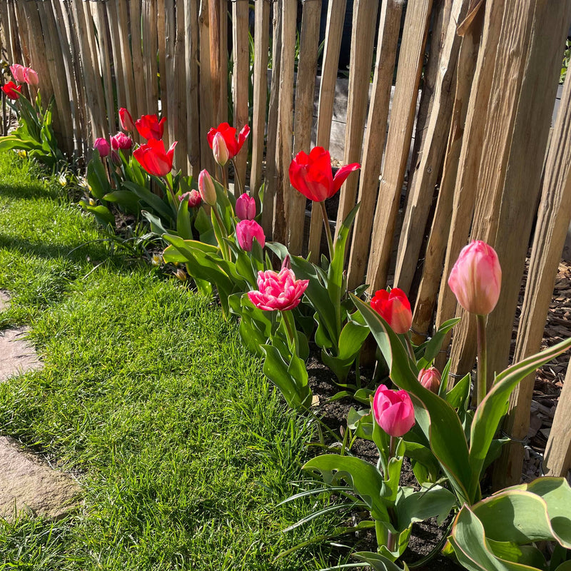 Roze en rode tulpen in een tuin