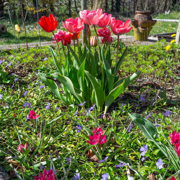 Tulpenmanie Roze-Rood