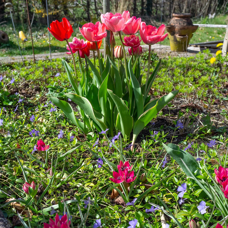 Tulpenmanie Roze-Rood