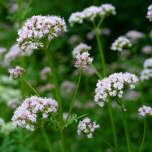 Biologische geteelde inheemse vaste plant  bloeiend met schermbloemen. 
