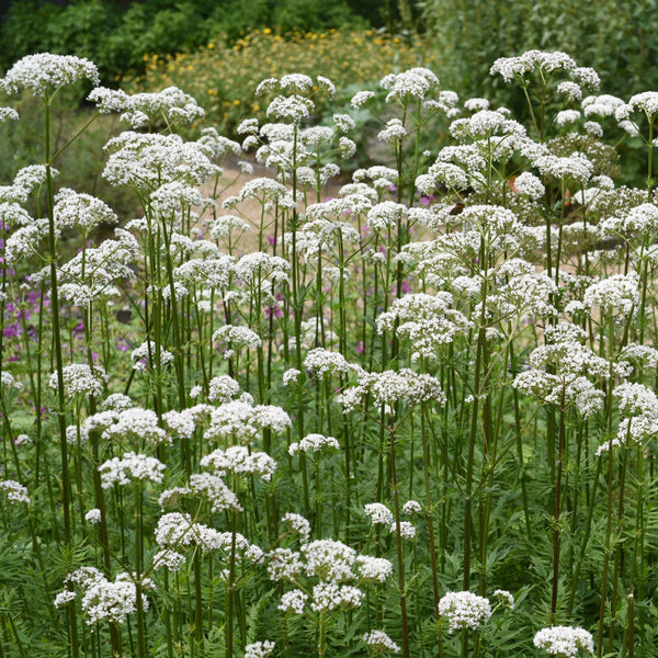 Biologische geteelde inheemse vaste plant  bloeiend met schermbloemen. 