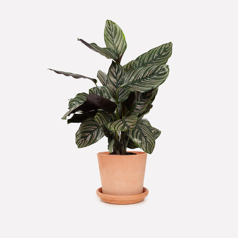 Calathea Ornata