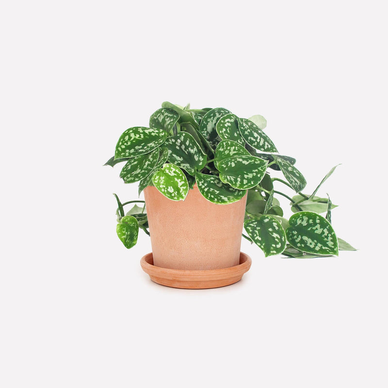 Vaso licht 16 terracotta pot met Scindapsus pictus