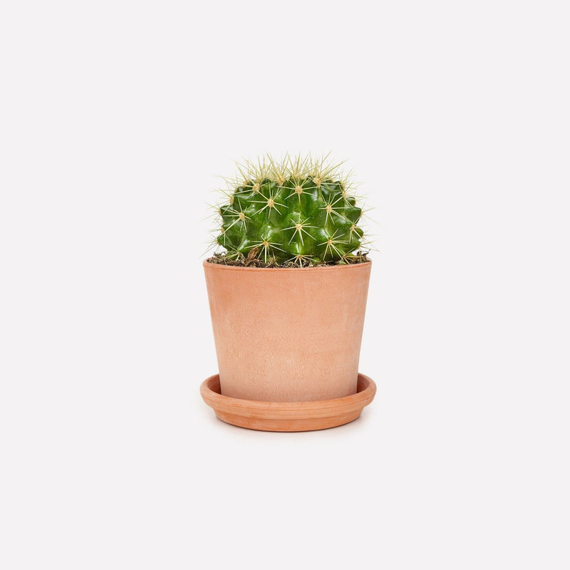 Vaso licht 12 terracotta pot met schoonmoeders stoel