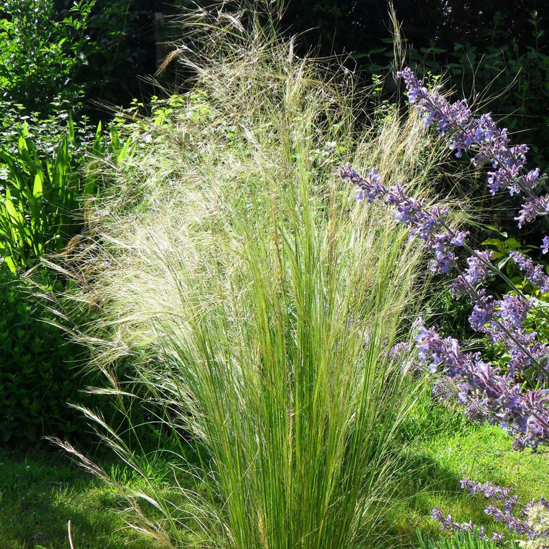 Stipa tenuissima, ook wel Vedergras, in tuin siergras