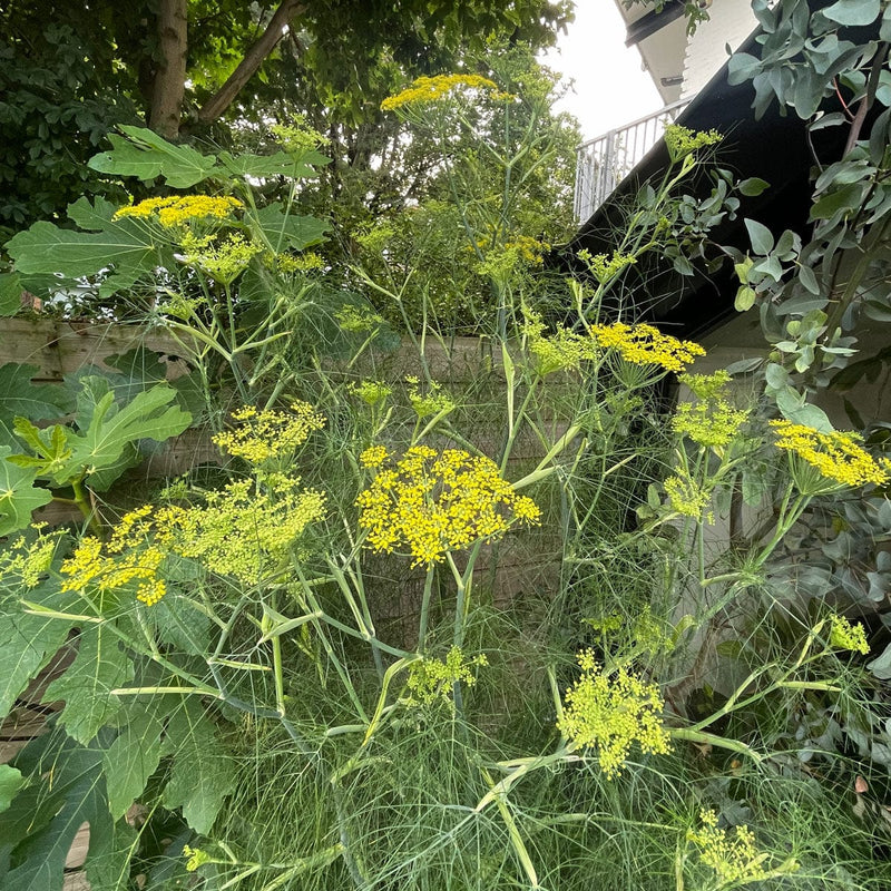 bloemen venkel