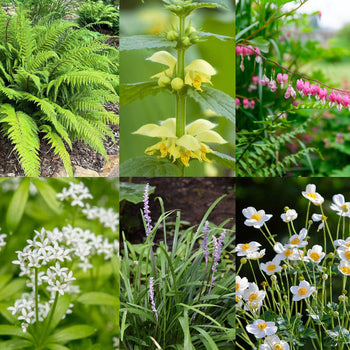 Venloos Bordertuintje Schaduw