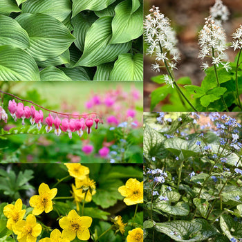 Venloos Schaduwtuintje