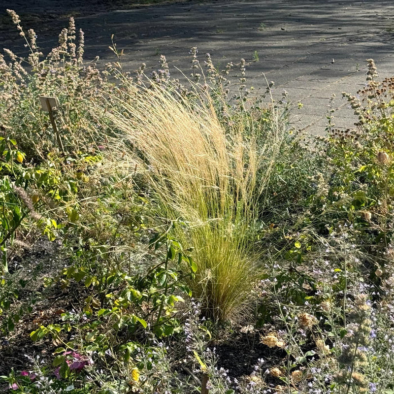 wuivend fijn gras met lichtgele aren in een border