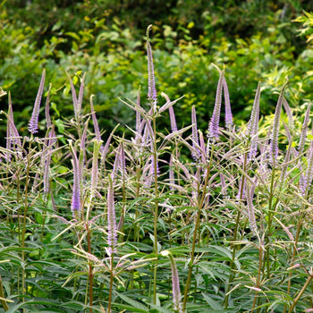 Veronicastrum Lavendelturm
