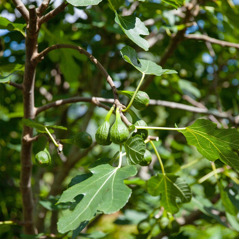 vijg Ficus Gustissimo Perretta close up vrucht