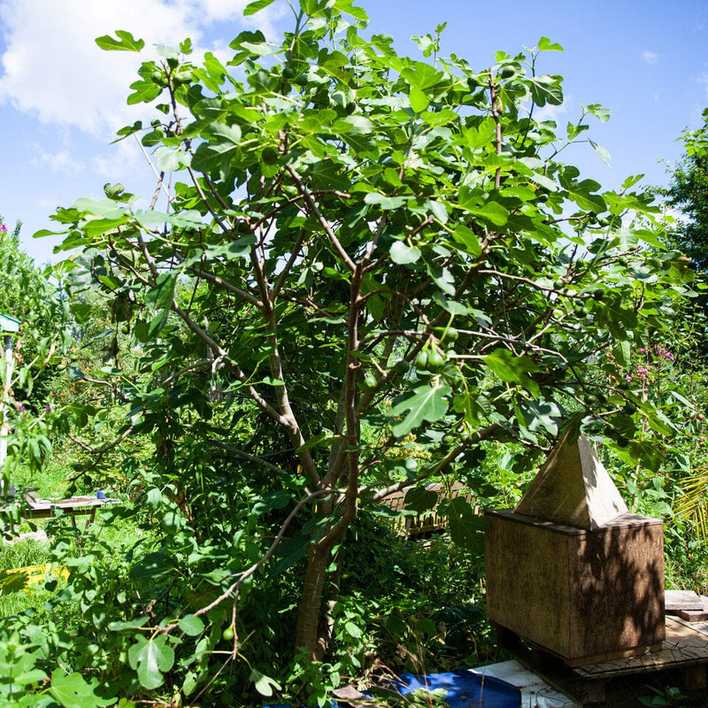 Vijg Ficus Gustissimo Perretta boom in een tuin