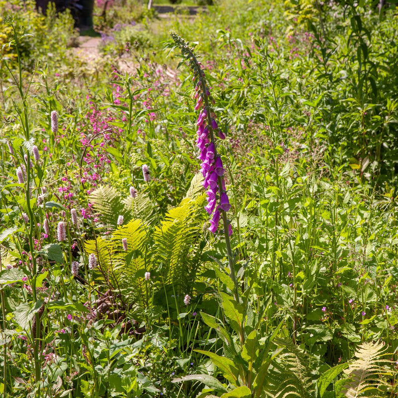 lange plant met roze klokjes boven elkaar in een tuin