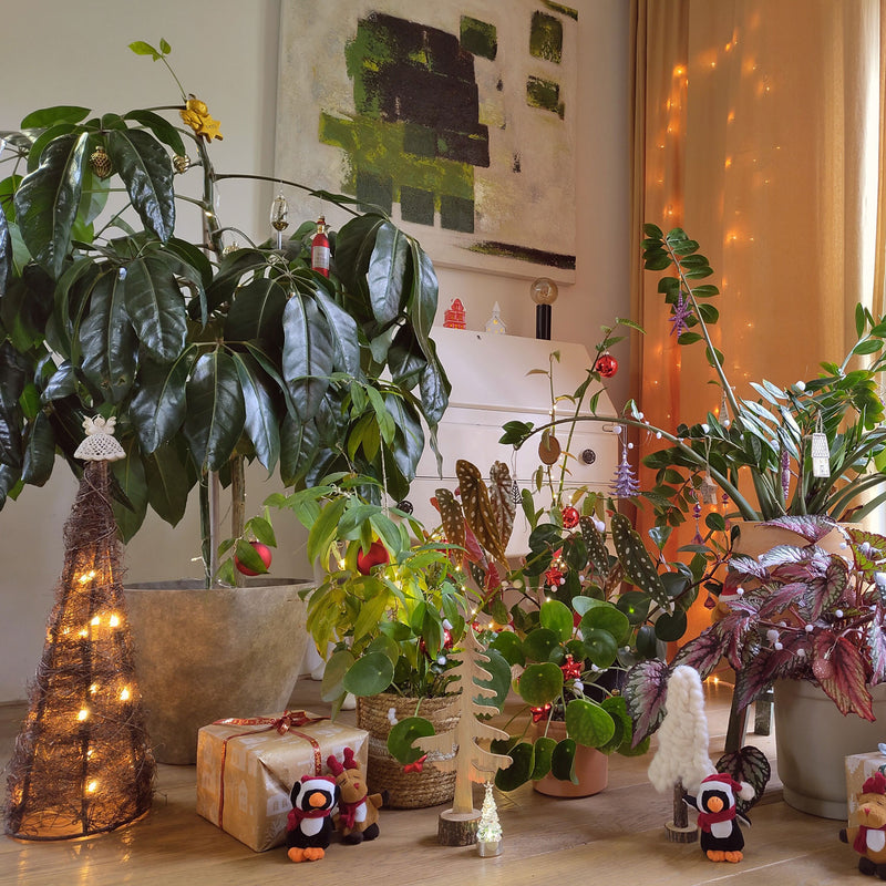 Vingersboom versierd met kerst ornamenten en verlichting tussen diverse planten