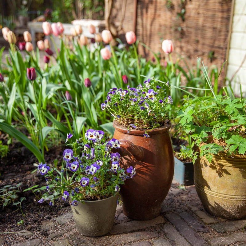 duurzaam geteelde laagblijvende eetbare plant met blauw paars witte bloemen met een geel zwarte kern.