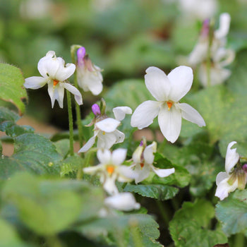 Maarts viooltje Alba