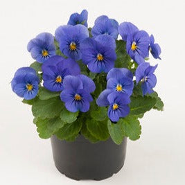 Biologische viooltje True Blue in pot