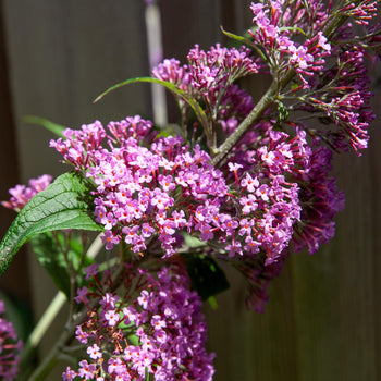 Vlinderstruik Pink Delight