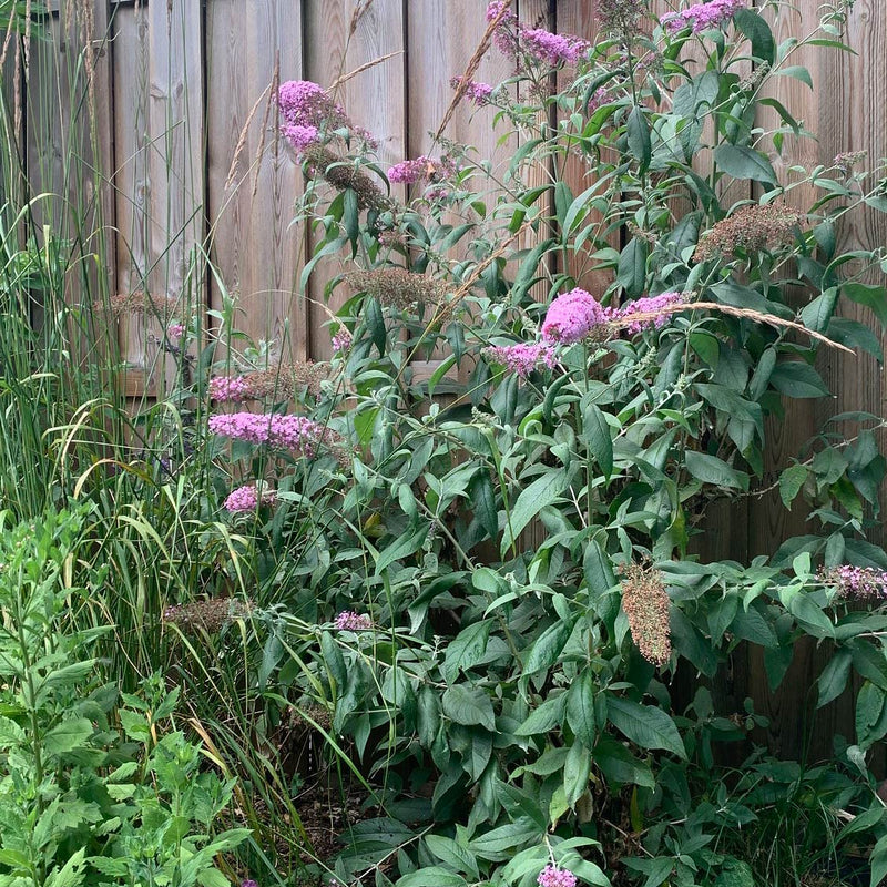 Vlinderstruik met roze pluimen in een tuin