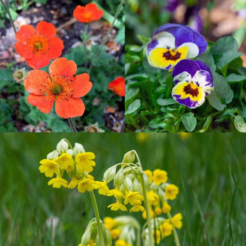 Set van drie biologische planten die in het voorjaar bloeien. 