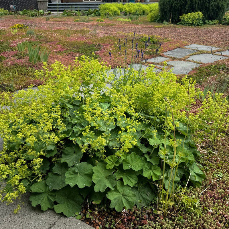 Vrouwenmantel op daktuin