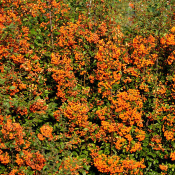 Vuurdoorn Orange Glow